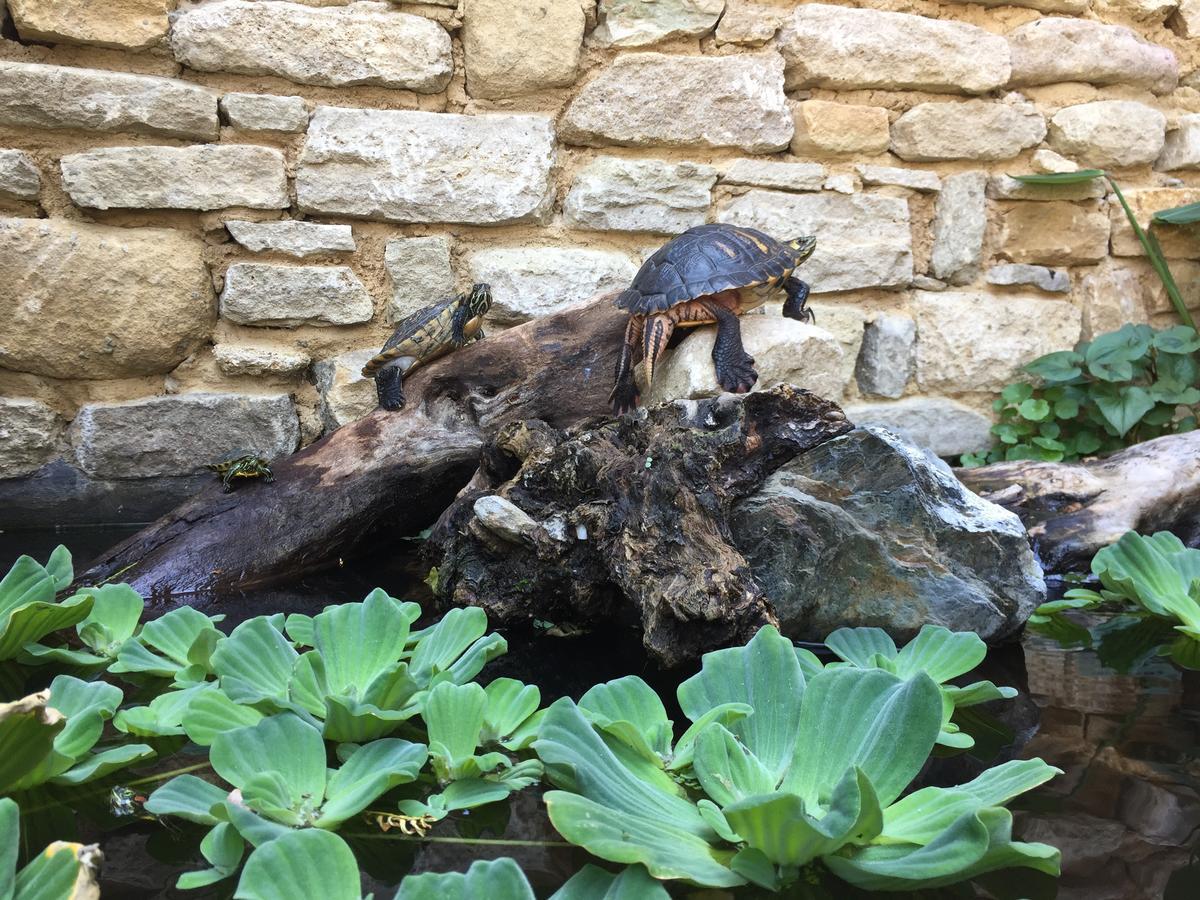 Tour Sarrazine De Montaren Bed and Breakfast Buitenkant foto